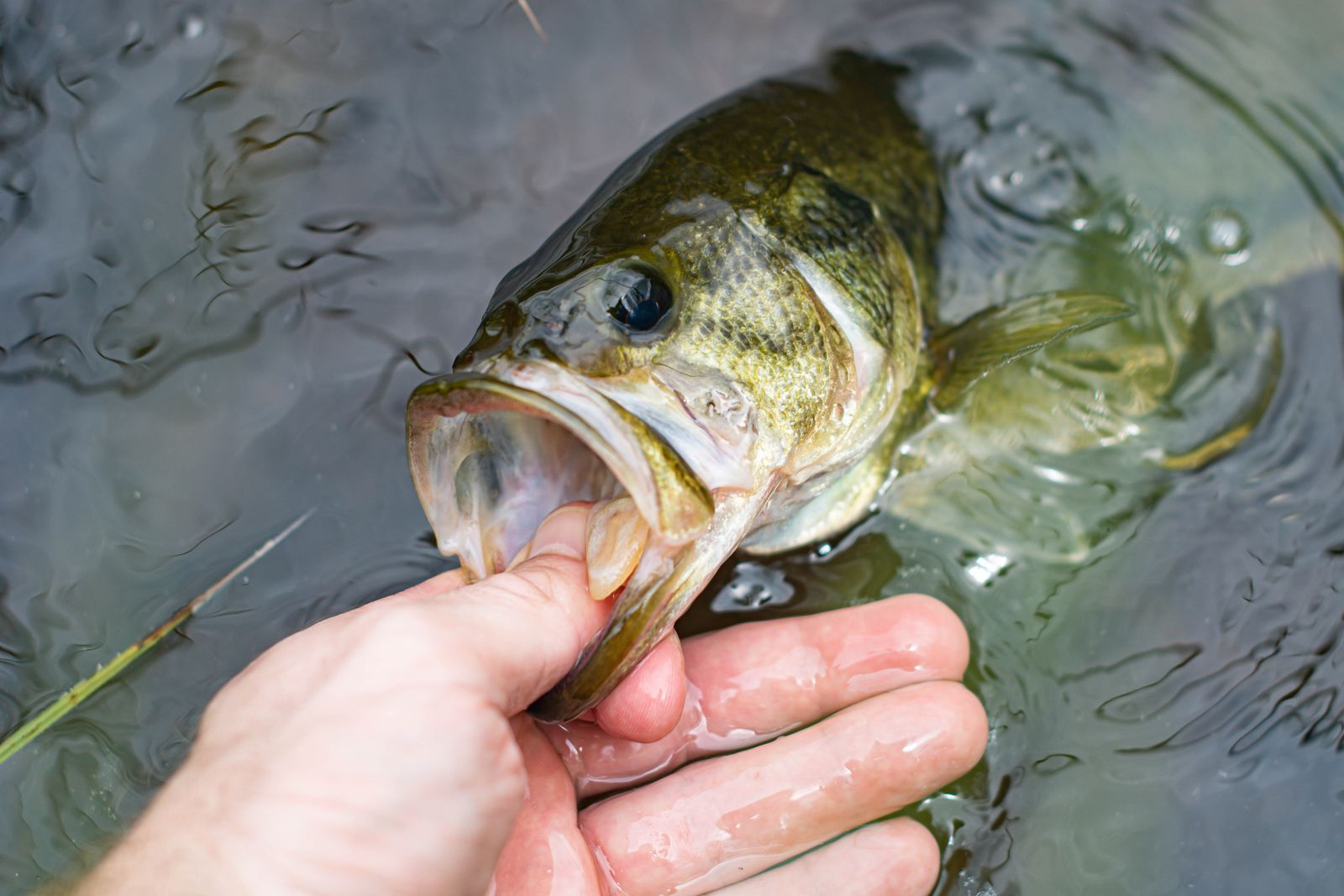 A split-panel illustration showing four bass lures arranged top to bottom—a Texas-rigged plastic worm with visible hook and weight, a spinnerbait with spinning blade, a diving crankbait with its characteristic lip, and a jig with skirt and trailer—alongside a largemouth bass in its natural habitat near weeds and submerged logs, demonstrating typical holding cover.